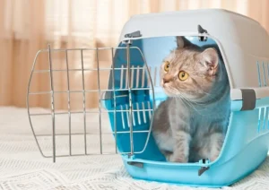 The Ultimate Pet Parent's Guide: Transporting a Cat Across Country Safely
